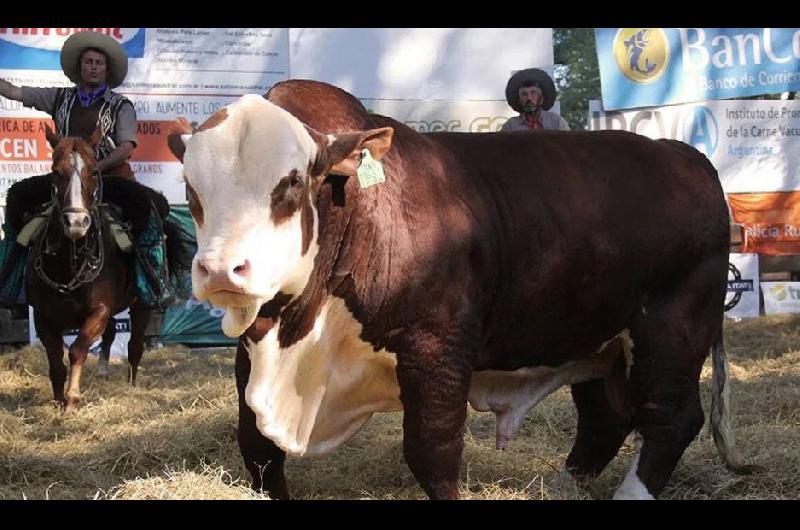 Subastaraacuten maacutes de 200 toros y vacas de elite Braford y Brangus en Quimiliacute