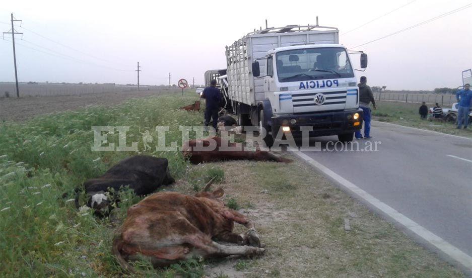 Volcoacute un camioacuten jaula en la ruta 89- al menos 15 vacunos murieron y hay otros atrapados