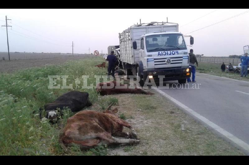 Volcoacute un camioacuten jaula en la ruta 89- al menos 15 vacunos murieron y hay otros atrapados