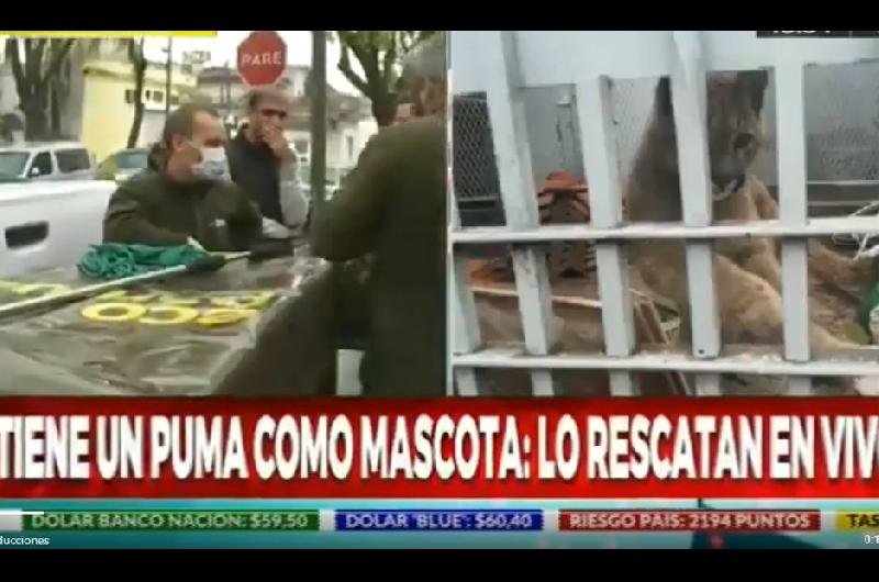 El puma fue descubierto a raíz de una denuncia anónima