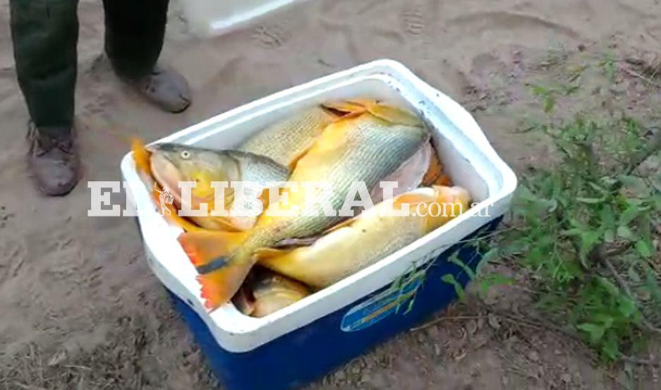 VIDEO  En nuevo control incautan maacutes de 20 dorados capturados por pescadores furtivos