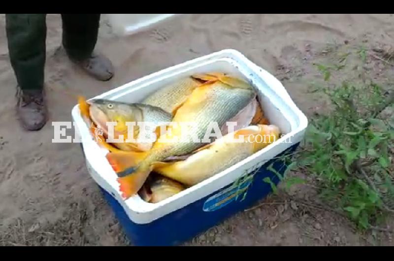 VIDEO  En nuevo control incautan maacutes de 20 dorados capturados por pescadores furtivos