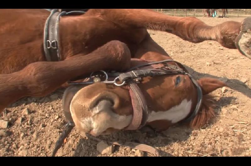 VIDEO  Un caballo se hace el muerto cada vez que quieren llevarlo a trabajar