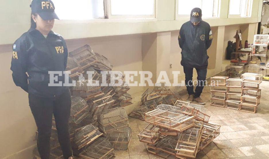 Durante los procedimientos la Policía Federal secuestró gran cantidad de jaulas y también recuperaron numerosas aves exóticas y autóctonas en peligro de extinción