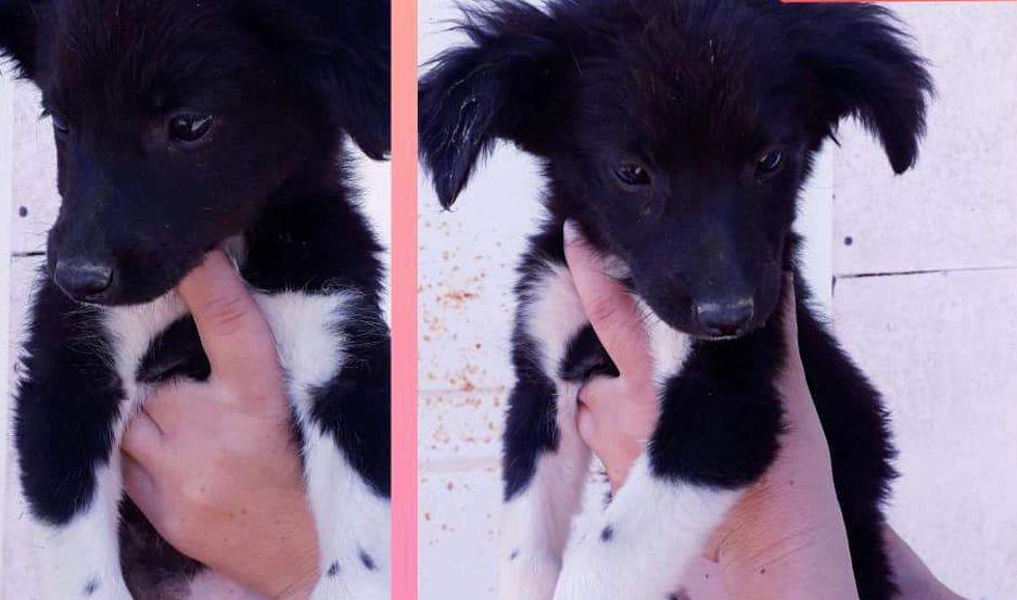 Hay cachorros en  La Banda esperando que los adopten