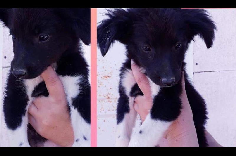 Hay cachorros en  La Banda esperando que los adopten