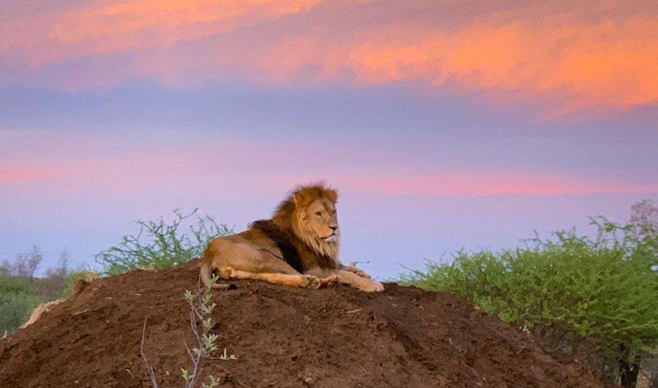 La imponente foto de ldquoMelenardquo bajo el sol africano a ocho meses de su traslado