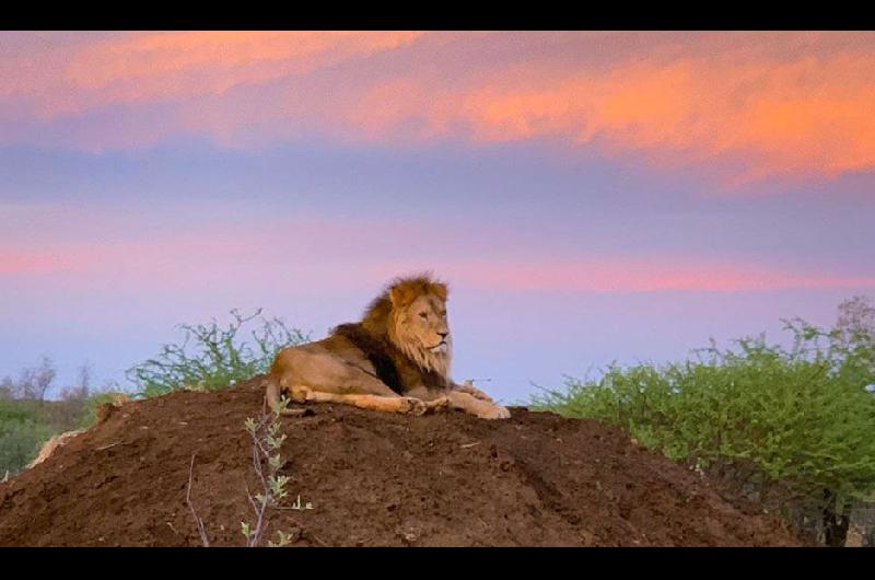 La imponente foto de ldquoMelenardquo bajo el sol africano a ocho meses de su traslado