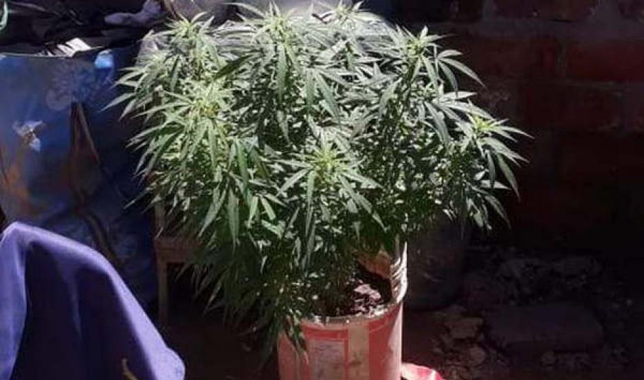 Lo denunciaron por retener a su hijo menor y cuando la policiacutea entroacute a su casa hallaron dos plantas de marihuana