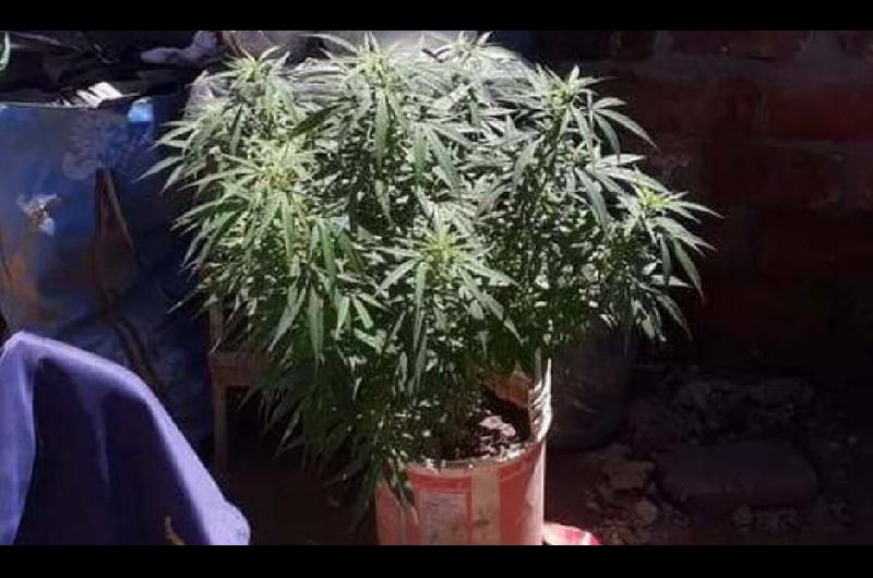 Lo denunciaron por retener a su hijo menor y cuando la policiacutea entroacute a su casa hallaron dos plantas de marihuana