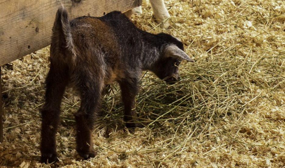 Familia denuncioacute que le robaron el cabrito que criaban como mascota