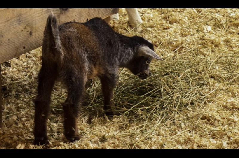 Familia denuncioacute que le robaron el cabrito que criaban como mascota