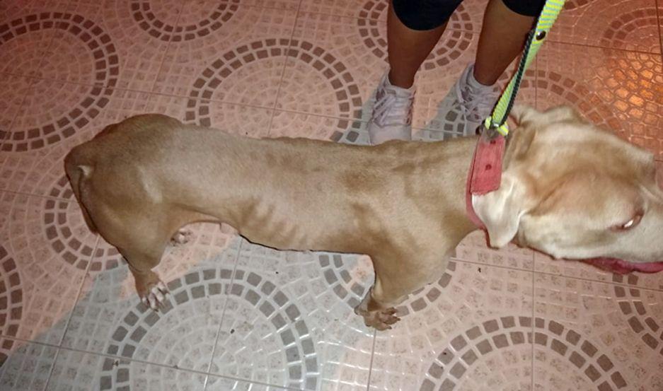 Justicia rescatoacute a una Pitbull ldquoolvidadardquo para proteger una propiedad sin comida ni agua