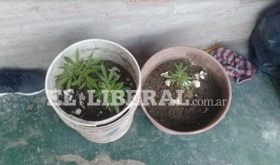 Las plantas de marihuana se hallaban en los fondos de la casa de uno de los sospechosos