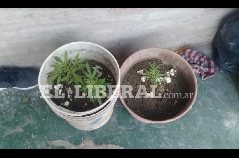 Las plantas de marihuana se hallaban en los fondos de la casa de uno de los sospechosos