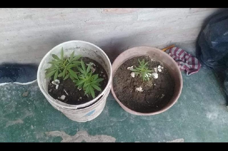 Los buscaban por haber cometido un robo y descubren que teniacutean plantas de marihuana