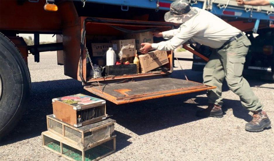 Camionero traficaba aves en mal estado algunas muertas desde Santiago del Estero a San Juan