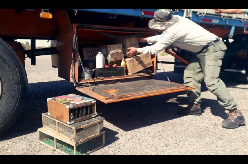 Camionero traficaba aves en mal estado algunas muertas desde Santiago del Estero a San Juan