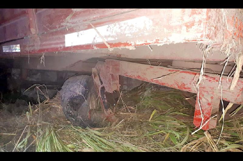 PROCEDIMIENTO También se habrían secuestrado otros objetos llevados desde el campo de Roversi en Moreno
