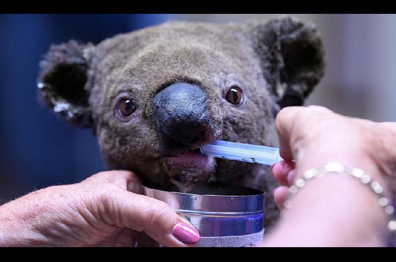 Asiacute funciona el hospital de koalas que trata de salvarlos de la extincioacuten