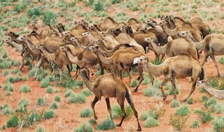 POLÉMICA Las autoridades australianas dicen que deber�n matar a los camellos para preservar vidas humanas y de otros animales
