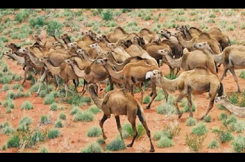 POLÉMICA Las autoridades australianas dicen que deber�n matar a los camellos para preservar vidas humanas y de otros animales
