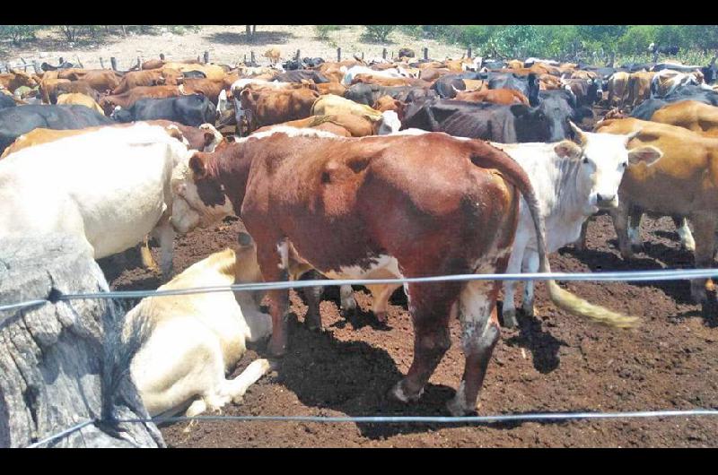 Los vacunos estaban encerrados en un establecimiento listos para ser comercializados