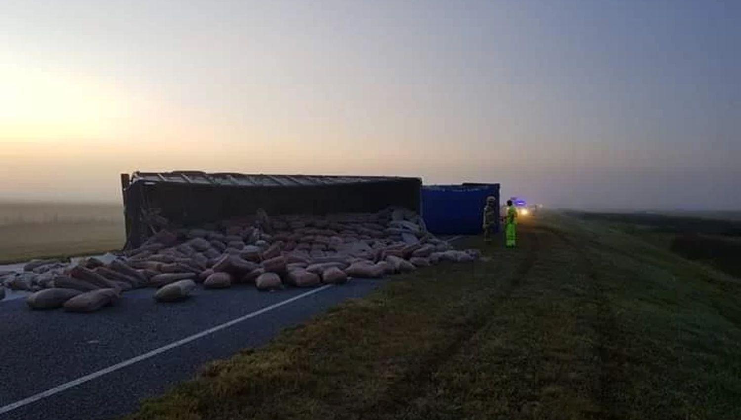 Un toro suelto causoacute un triple choque en una ruta