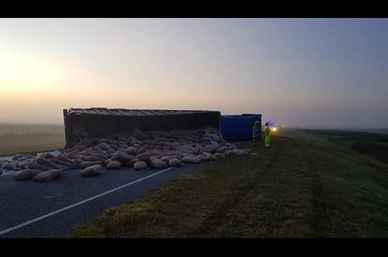 Un toro suelto causoacute un triple choque en una ruta