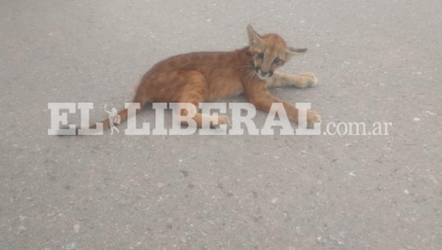 En cuanto fue trasladado a la ciudad Capital se dio parte de la novedad al personl de Fauna de la Provincia