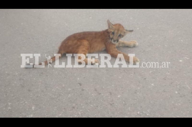 En cuanto fue trasladado a la ciudad Capital se dio parte de la novedad al personl de Fauna de la Provincia