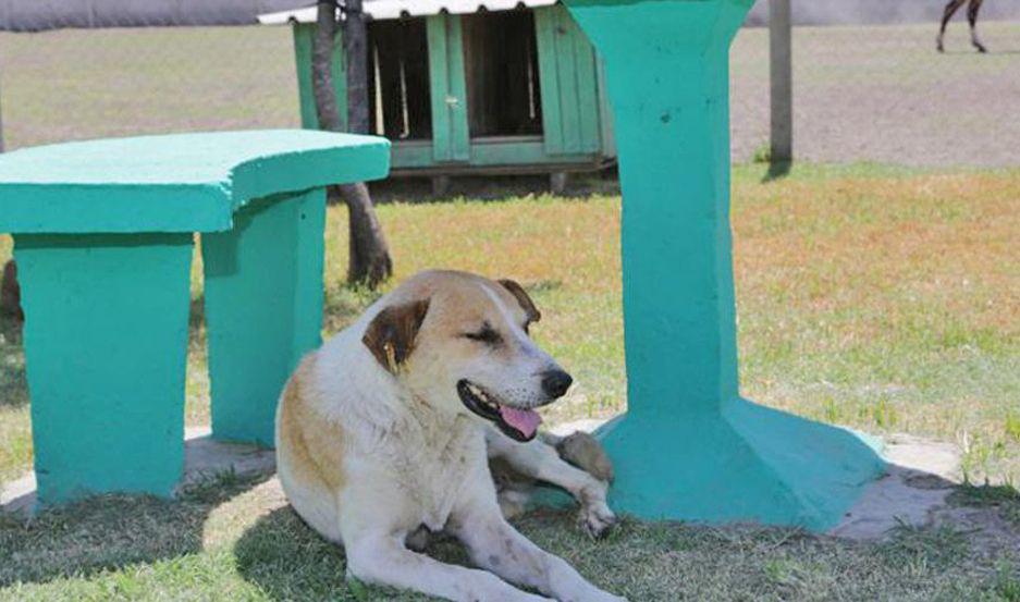 Advierten que tambieacuten las mascotas estaacuten expuestas a los golpes de calor