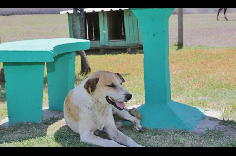 Advierten que tambieacuten las mascotas estaacuten expuestas a los golpes de calor