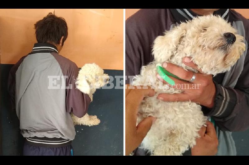 Ladroacuten enamorado- atrapan a ldquoViejordquo por robar un caniche mini toy para regalaacuterselo a su novia