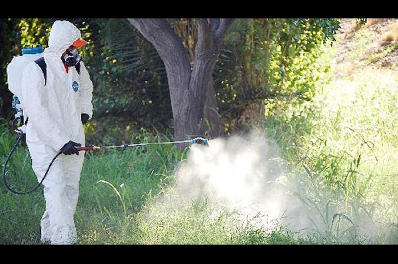 La fumigación no es suficiente para eliminar el mosquito