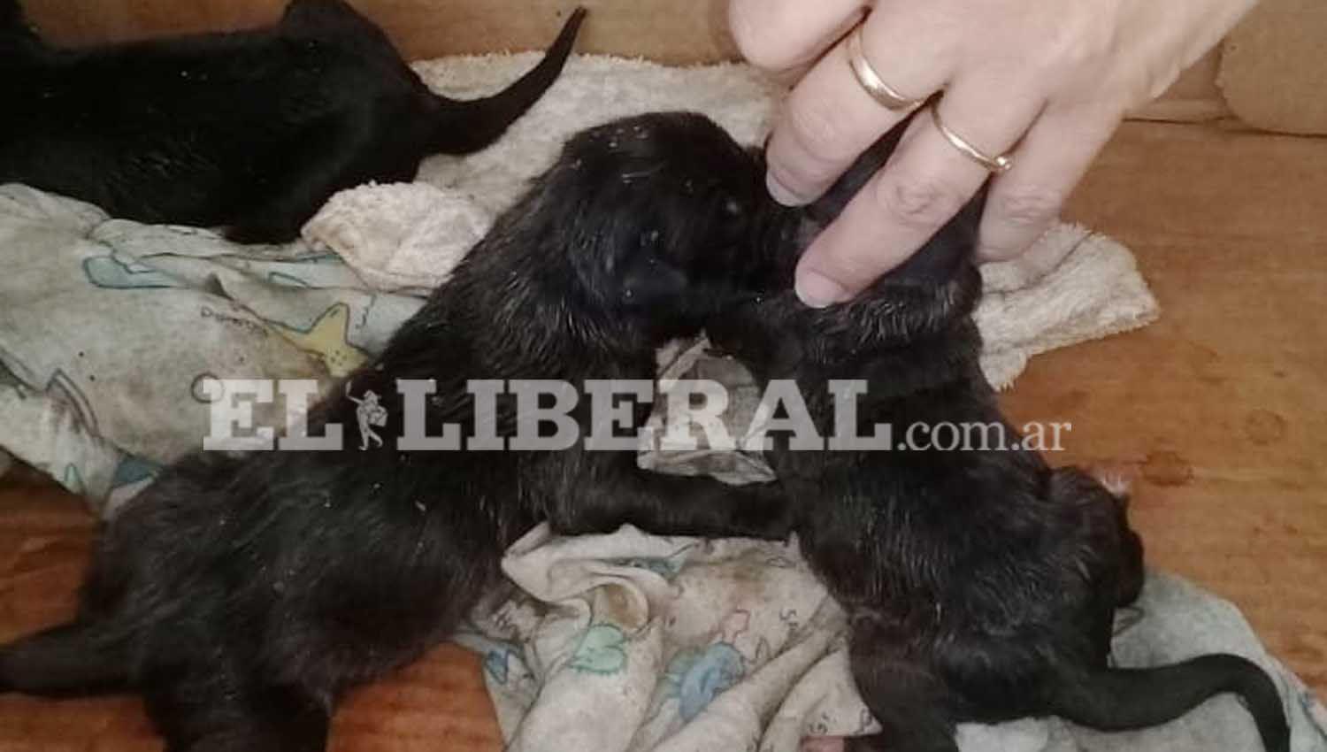 Cuando acudieron los bomberos se encontraron con los cachorros aún con vida