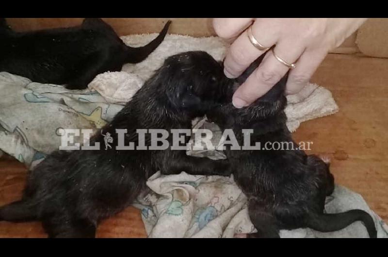 Cuando acudieron los bomberos se encontraron con los cachorros aún con vida