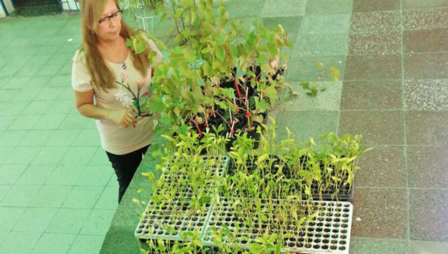 Con la venta de plantines obtienen fondos