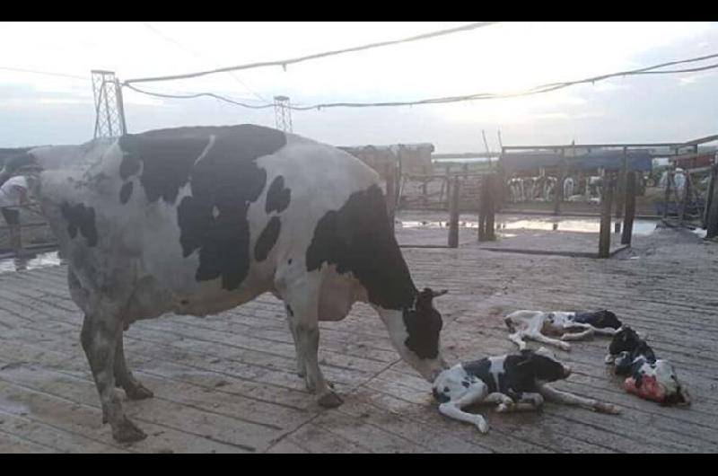 Sorpresa por el nacimiento de trillizos bovinos en un tambo