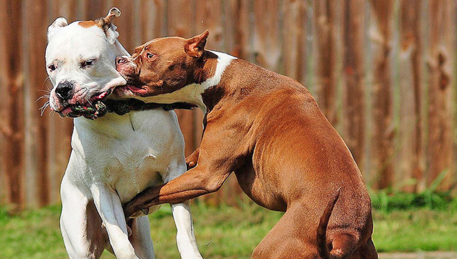 PELIGROSO Los Pitbull habrían cruzado la cerca de la casa vecina y estalló el descontrol de los animales y propietarios 