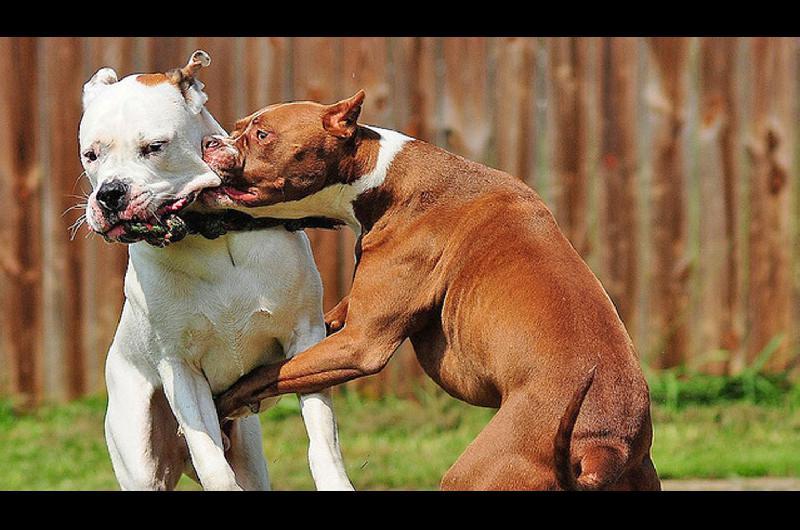 PELIGROSO Los Pitbull habrían cruzado la cerca de la casa vecina y estalló el descontrol de los animales y propietarios 