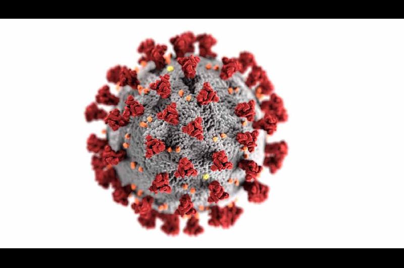 Coronavirus en los animales- coacutemo se originoacute y queacute pasa con las mascotas