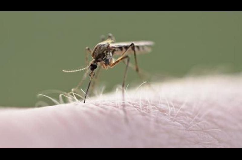 Dengue en Santiago del Estero- un total de 505 pacientes dieron positivo