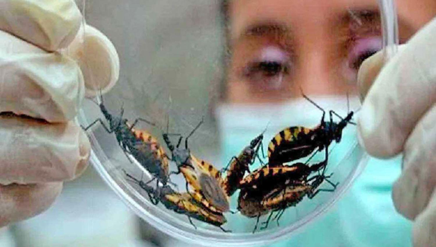 En Santiago recordaron el Diacutea Mundial de la Enfermedad de Chagas