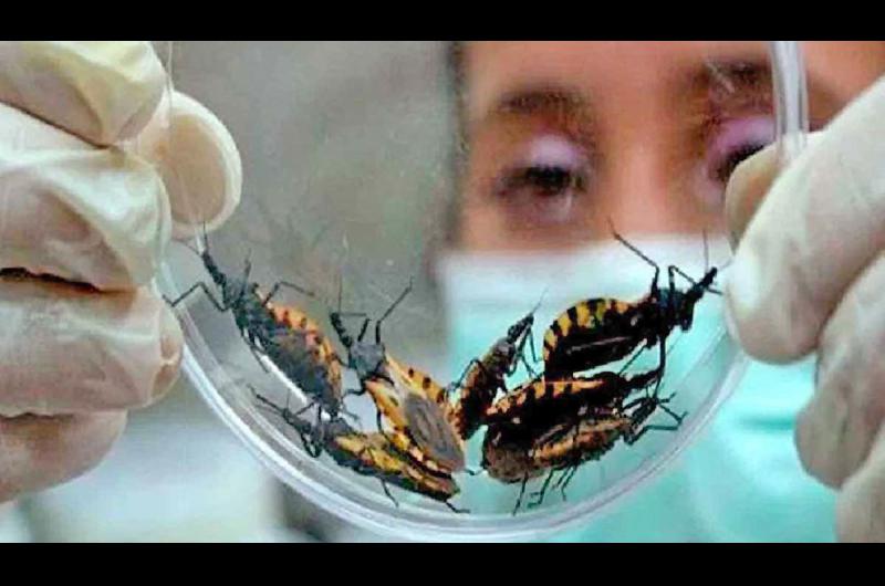 En Santiago recordaron el Diacutea Mundial de la Enfermedad de Chagas