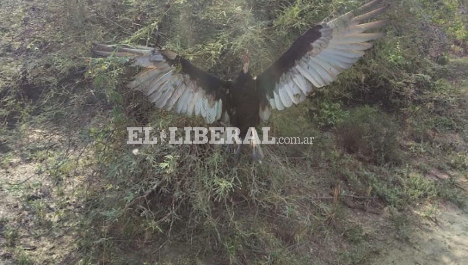 VIDEO  Macabro descubrimiento al costado del Riacuteo Dulce