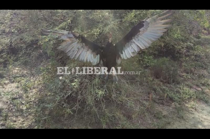 VIDEO  Macabro descubrimiento al costado del Riacuteo Dulce