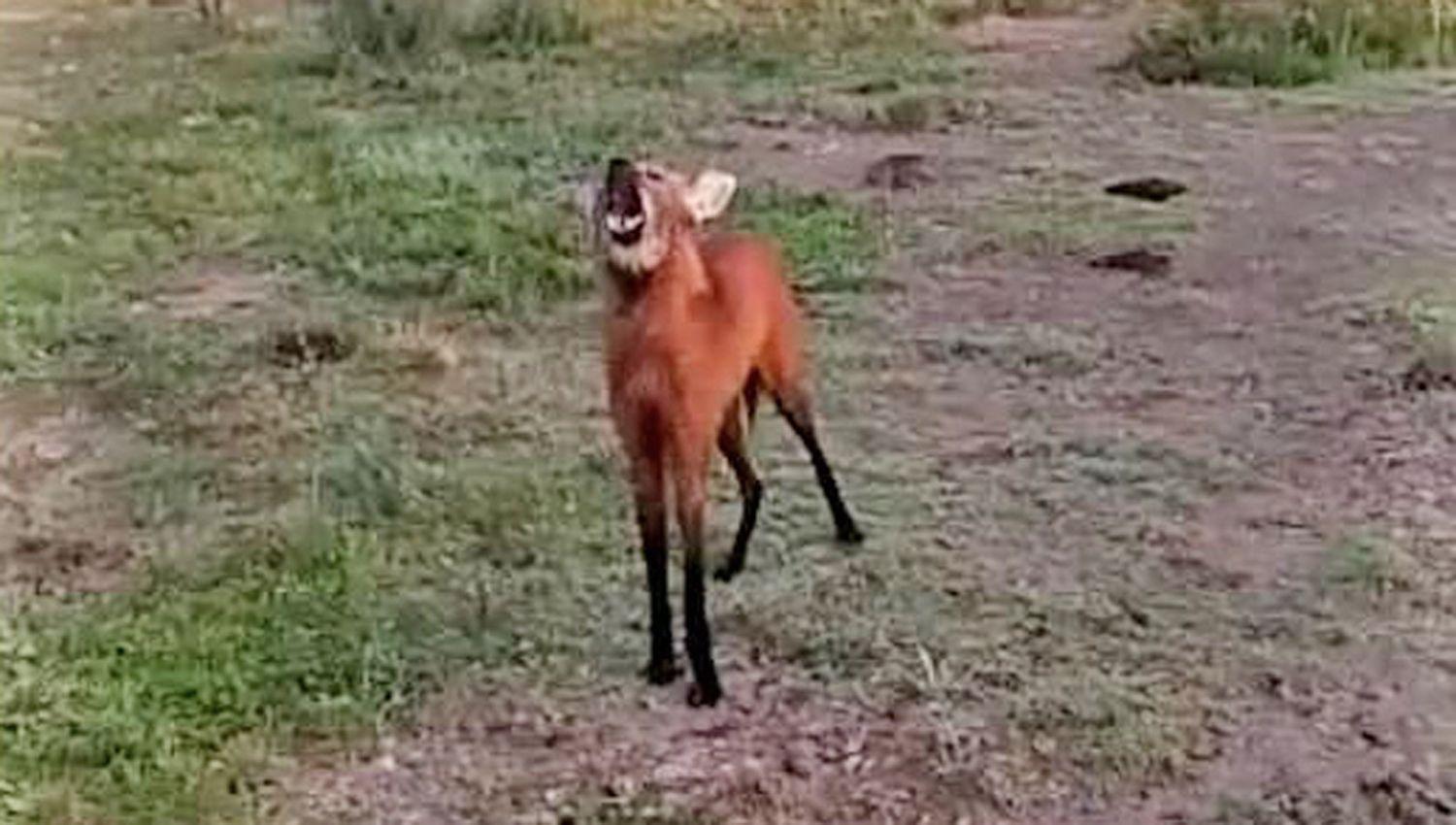 Excelente video muestra cerca de Selva a un Aguaraacute Guazuacute aullando