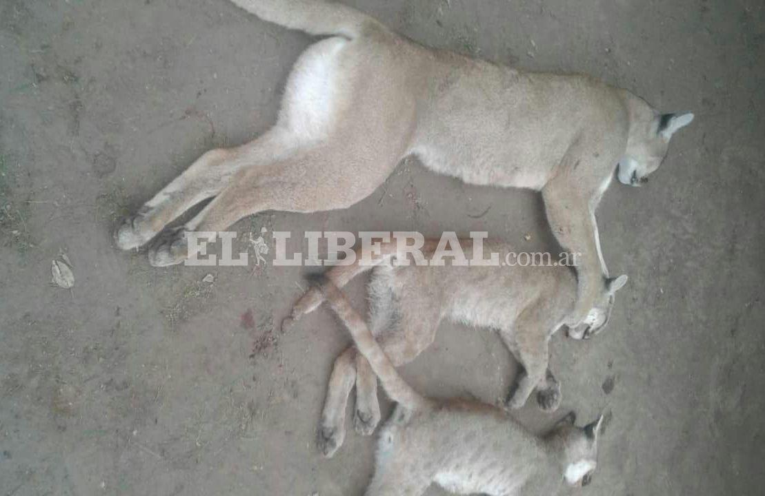 Indignante- violoacute la cuarentena y cazoacute a un puma y dos cachorros