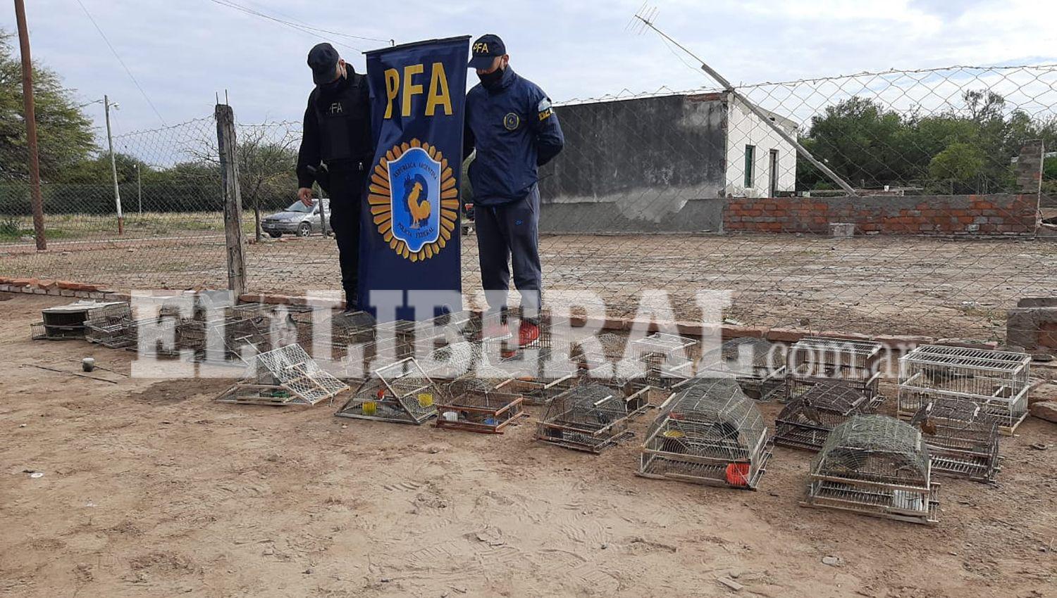 VIDEO  La Policiacutea Federal asestoacute golpe al contrabando de aves silvestres